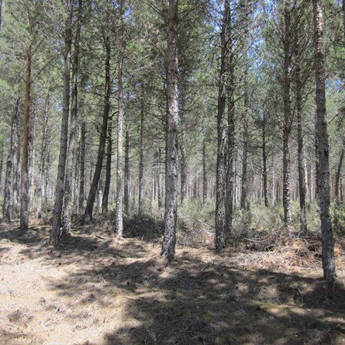 Explotación forestal