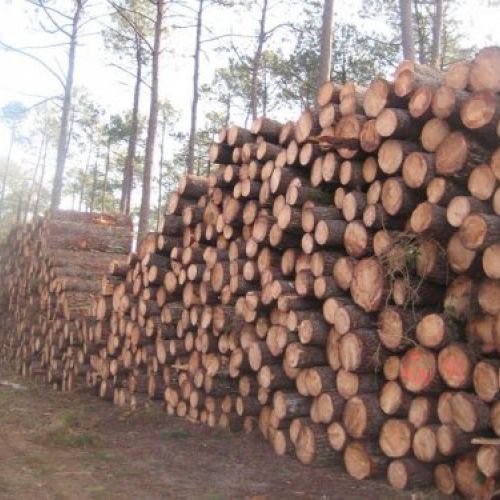 Empresa de corte madera Valladolid