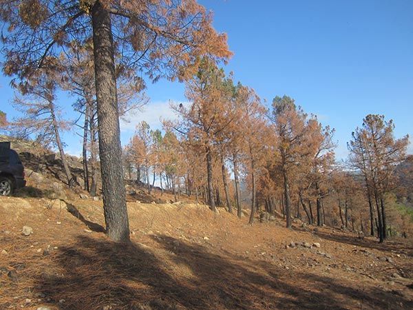 limpieza de montes Valladolid