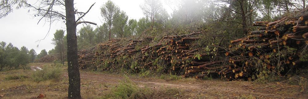 Empresa maderera en Valladolid